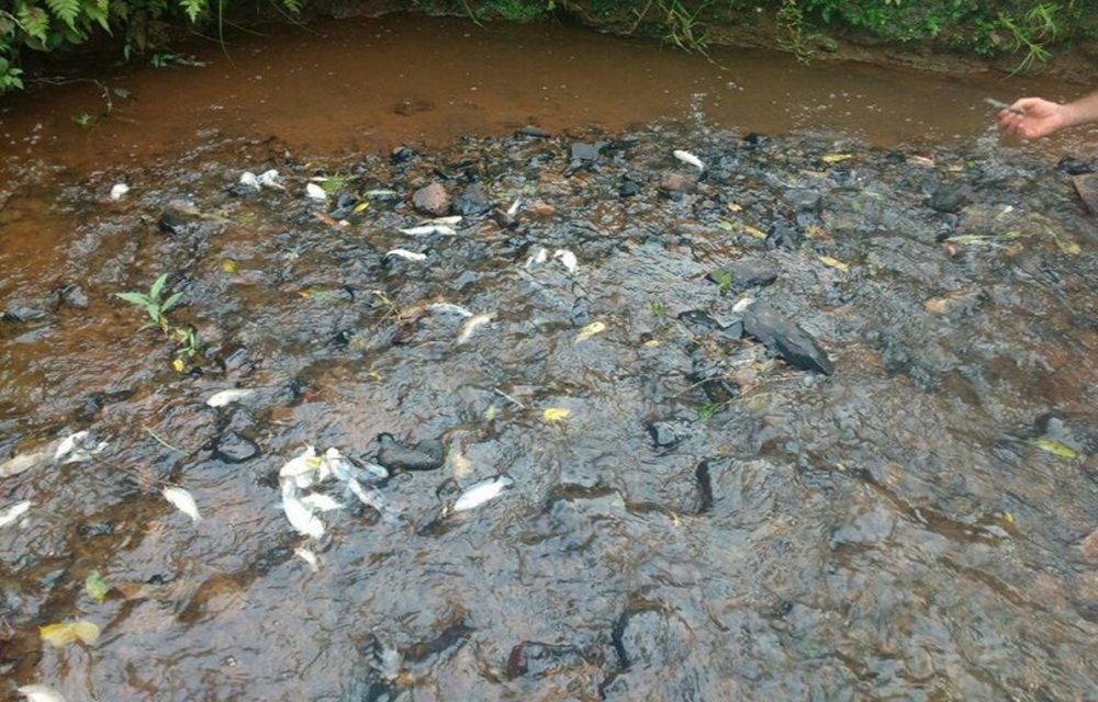 Ir para  <p>A morte de peixes em uma sanga que desagua no Rio Cravo em Paulo Bento tem preocupado moradores daquela localidade. Desde a &uacute;ltima segunda-feira, 30, peixes mortos tem sido encontrados ao longo do pequeno...